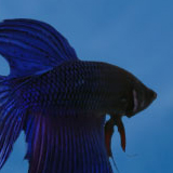 Twin Fish Creative